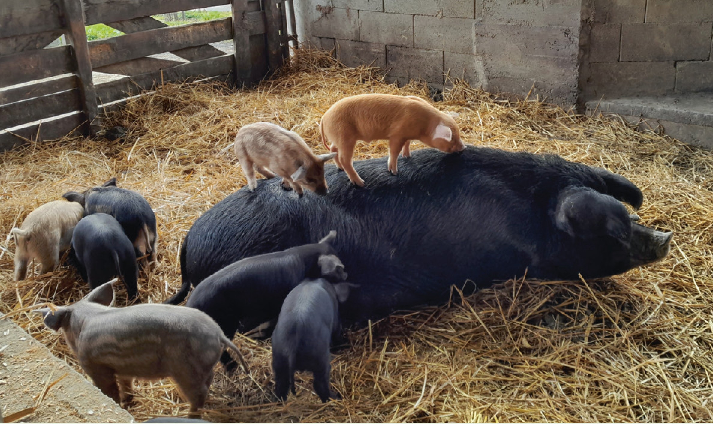 REGIONAL UND BIO ZUERST